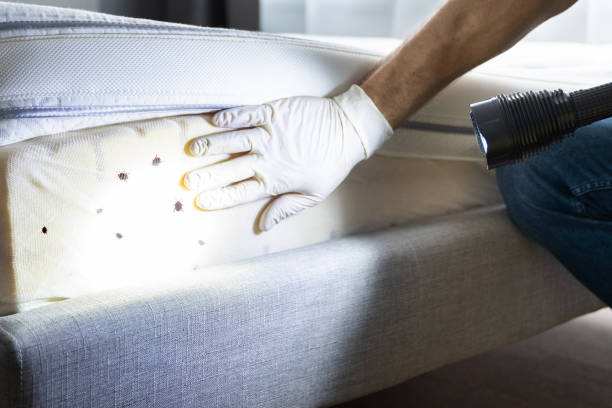 Best Insect Control  in Homer Glen, IL